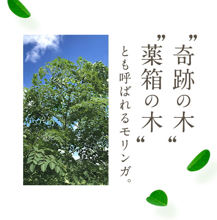 奇跡の木、薬箱の木とも呼ばれるモリンガ