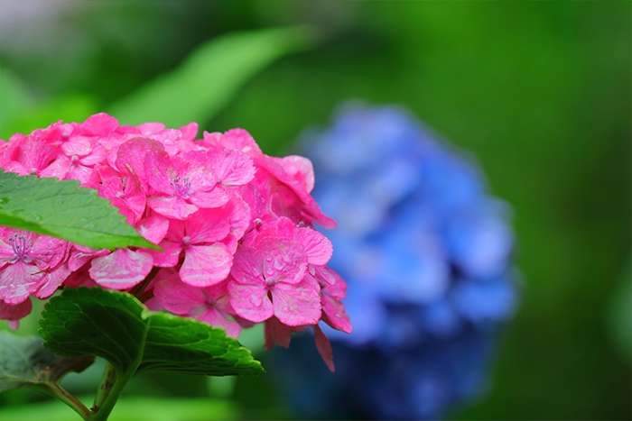 漢方薬で早めのケアを。梅雨につらくなる症状と熱中症への対策